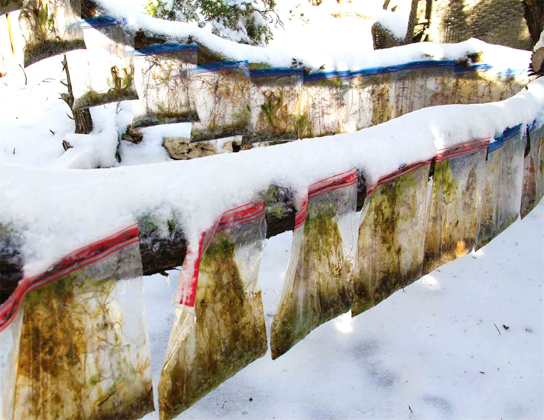 Living Forests in Bags,
Austin Texas Freeze 2021
Bald Cypresses in Ziploc Bags.