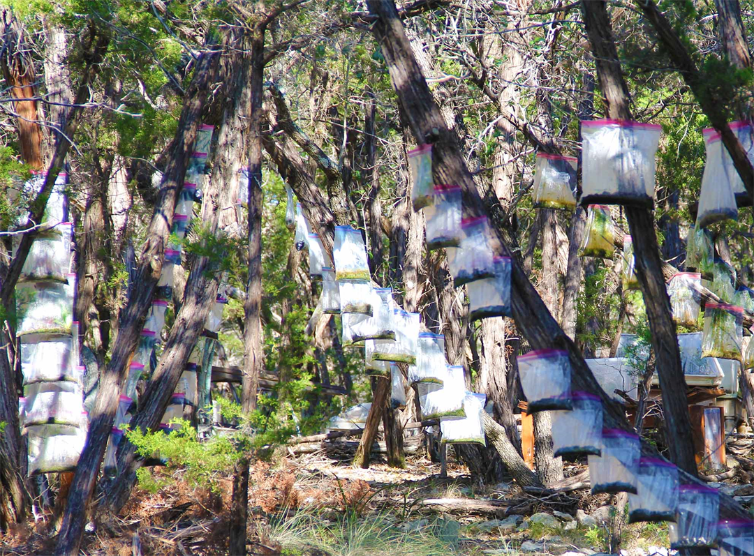 Austin Texas Art Gallery,
The Art Exhibition of Ecosferes.
Living Forests in Ziploc Bags.